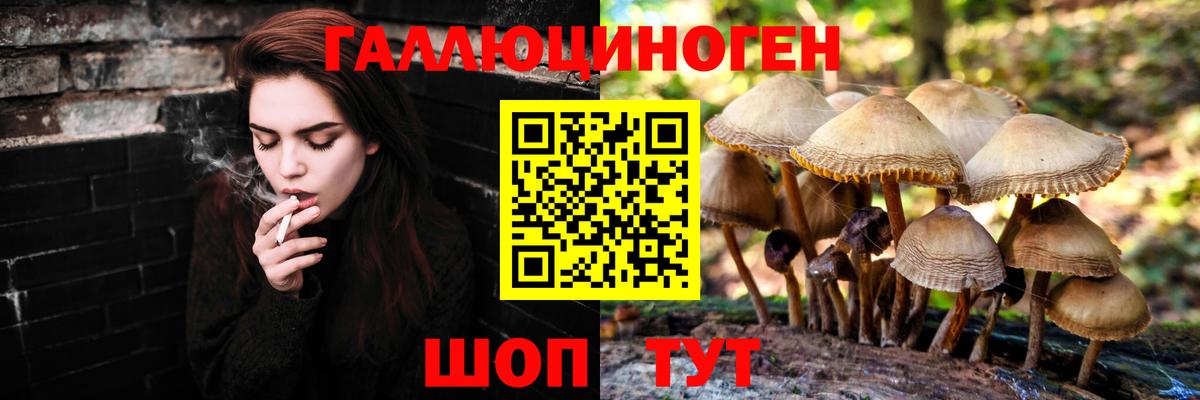 Галлюциногенные грибы Psilocybe Егорьевск